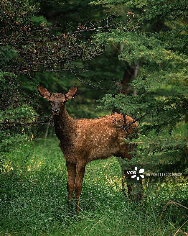 站立在田野上的骡鹿肖像，贾斯珀，加拿大图片素材