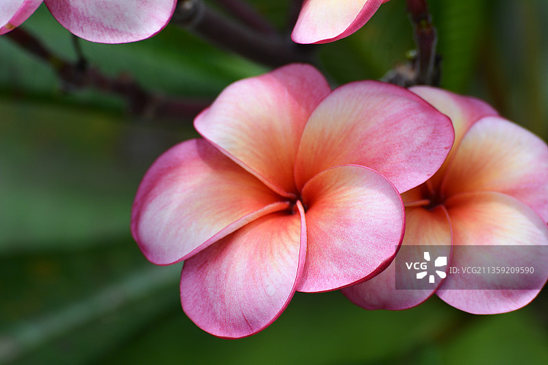 粉色鸡蛋花特写，泰国曼谷图片素材