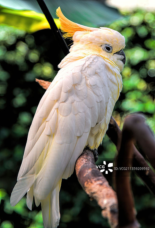 栖息在树枝上的葵花鹦鹉特写，加拿大不列颠哥伦比亚省温哥华图片素材