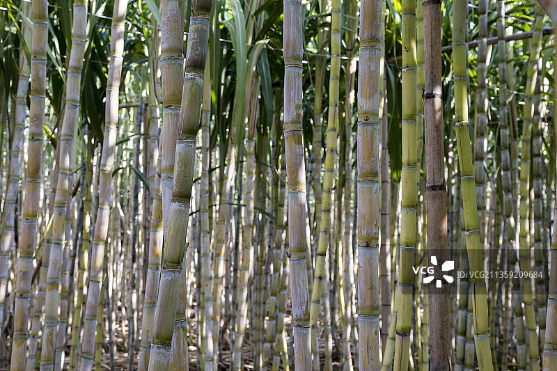 户外种植田上的甘蔗图片素材