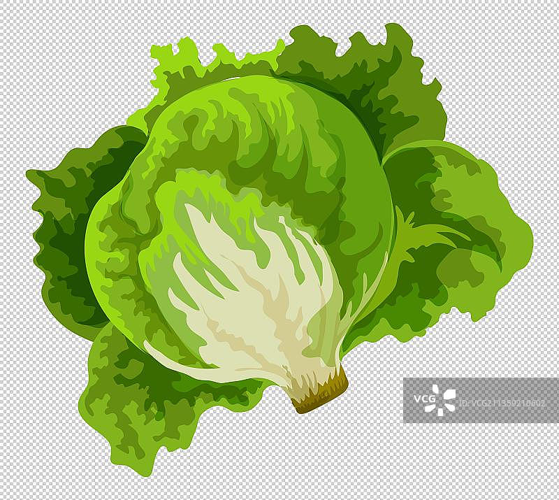 卡通新鲜的生菜元素图片素材