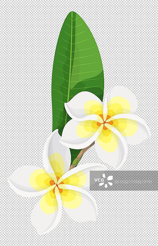 卡通两朵鸡蛋花元素图片素材