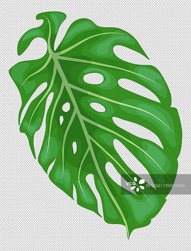 卡通植物龟背竹元素图片素材