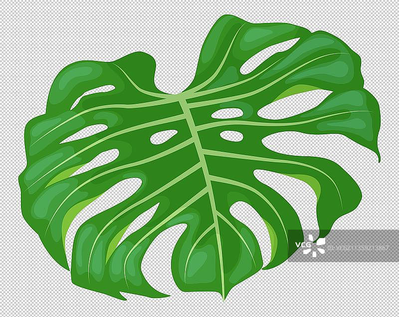 一片龟背竹元素图片素材