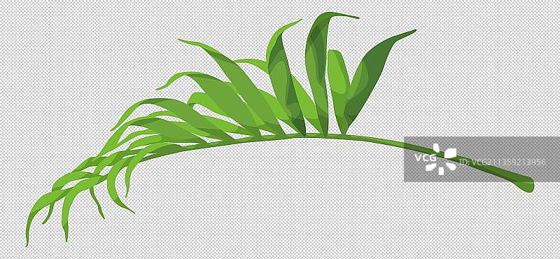 绿色袖珍椰子植物元素图片素材