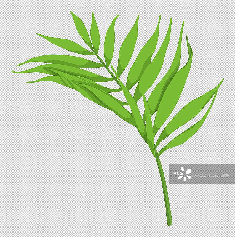 绿色袖珍椰子植物图片素材