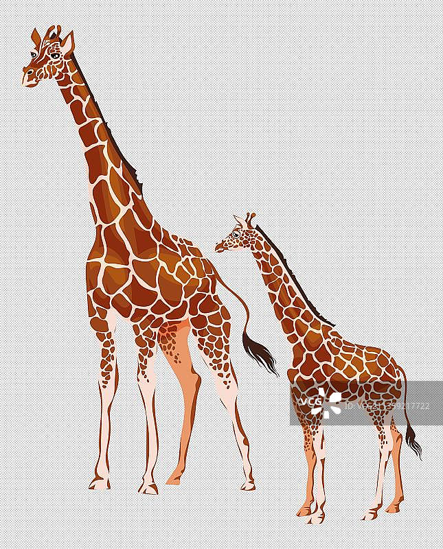 卡通两只长颈鹿图片素材