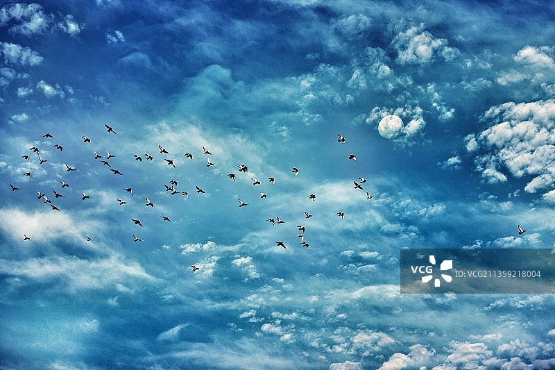 月出惊山鸟图片素材