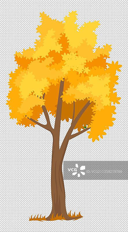 秋天金色的大树图片素材