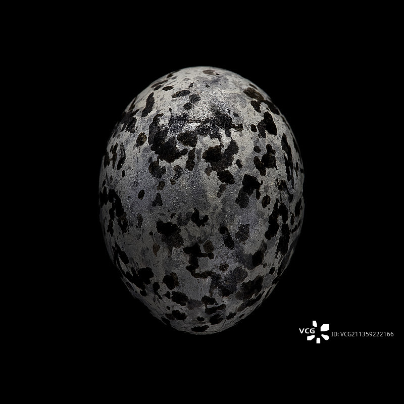 小夜鹰的蛋图片素材