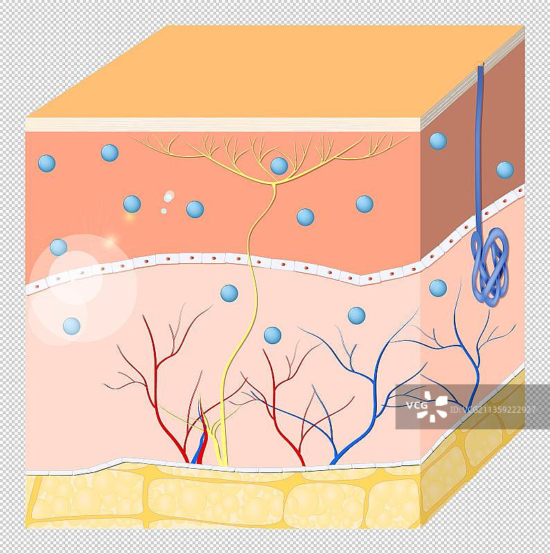 卡通皮下组织元素图片素材