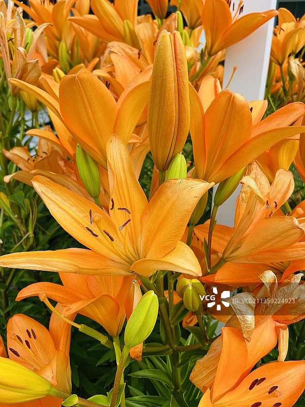 橙色开花植物的特写图片素材