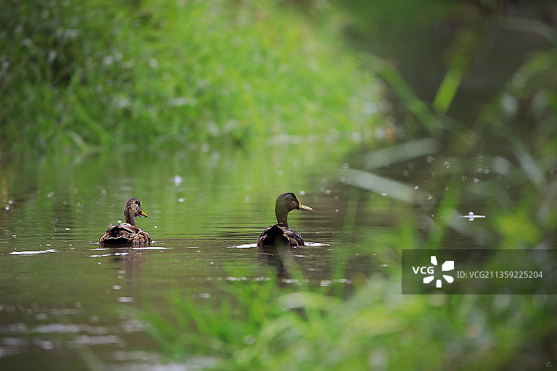 奥地利林茨的鸭子一家图片素材