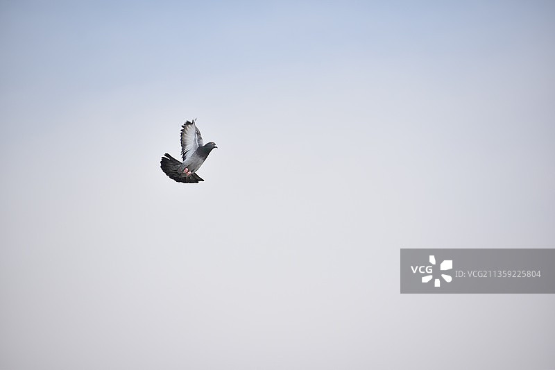 阿拉伯联合酋长国：鸽子在晴朗天空飞翔的低角度视角图片素材