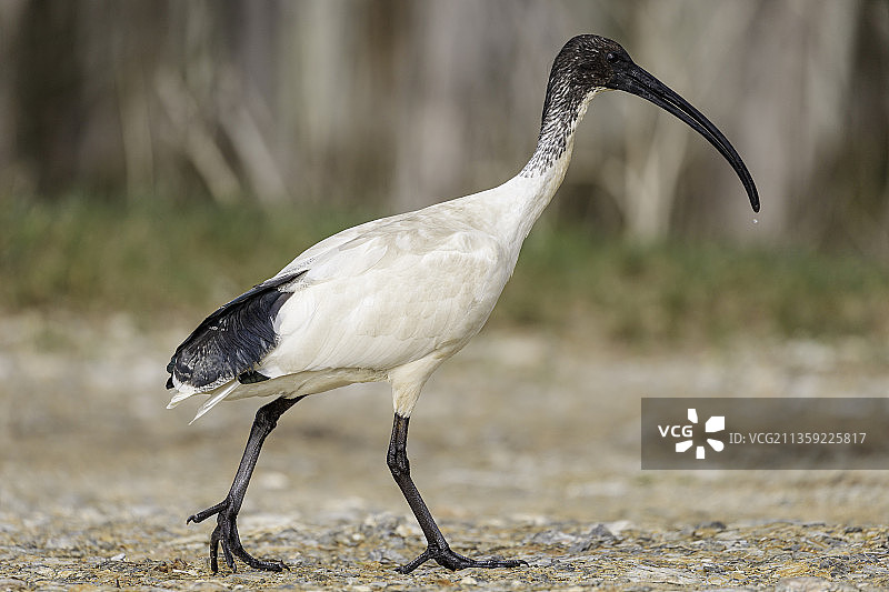朱鹭栖息在澳大利亚德拉斯海滩北旅游公园露营地的特写图片素材