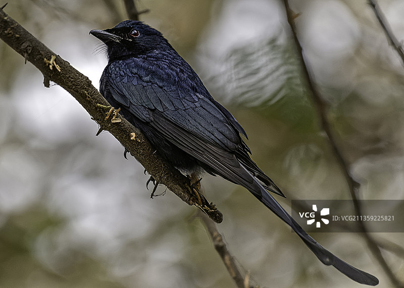 鸣禽栖息于树枝上，印度图片素材
