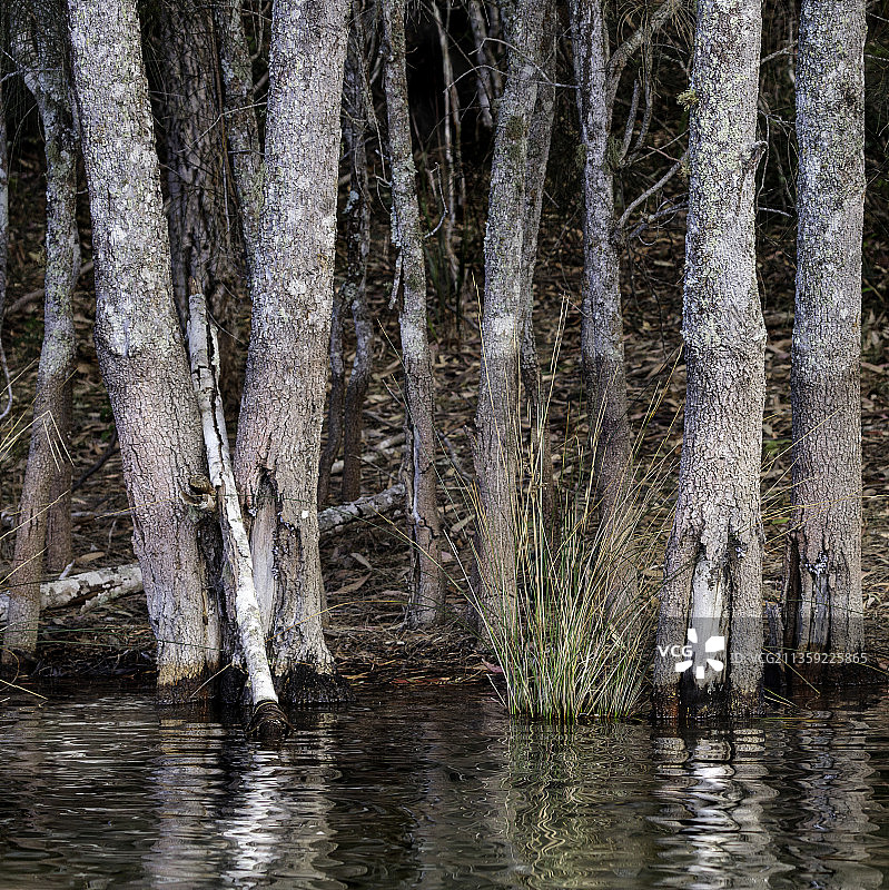 澳大利亚新南威尔士州的森林树木图片素材