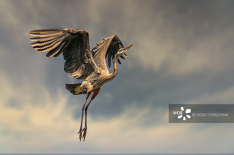 在美国加利福尼亚州亨廷顿海滩，苍鹭飞过海面的低角度视图图片素材