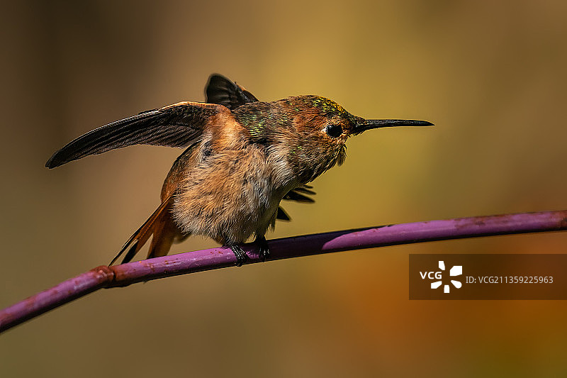 蜂鸟栖息在植物上的特写，美国加利福尼亚州曼哈顿海滩图片素材