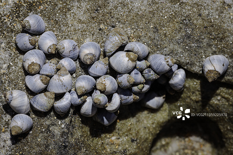 澳大利亚田野上的水果俯视图图片素材