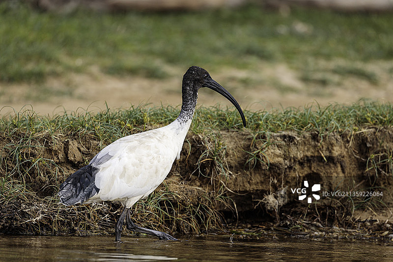 鹮栖息在草地上的侧视图图片素材