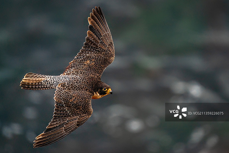 近距离拍摄：猛禽在空中飞翔，美国加利福尼亚州帕洛斯弗迪斯庄园图片素材