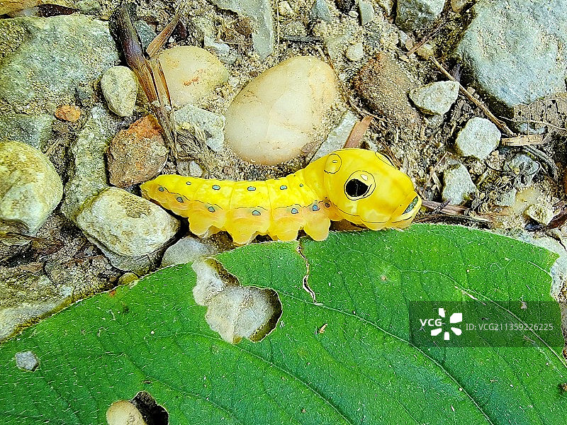 树叶上蜥蜴俯视图图片素材