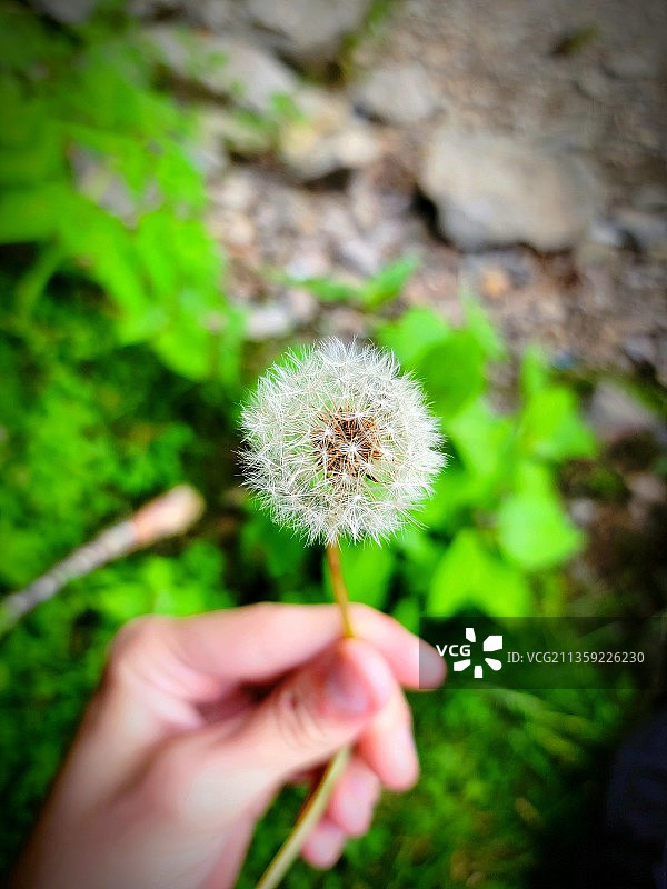 手持蒲公英特写图片素材