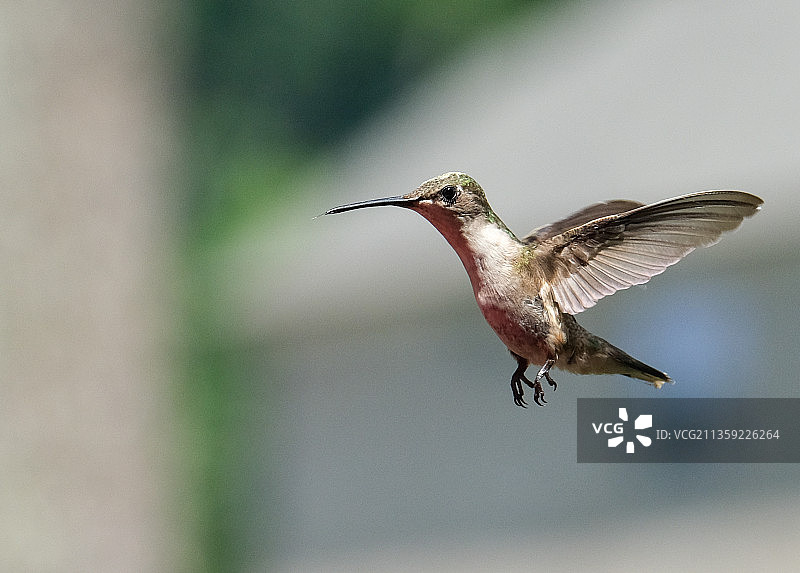 户外飞行的棕煌蜂鸟特写，美国北卡罗来纳州夏洛特图片素材