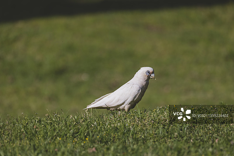 葵花鹦鹉栖息在草地上的特写图片素材