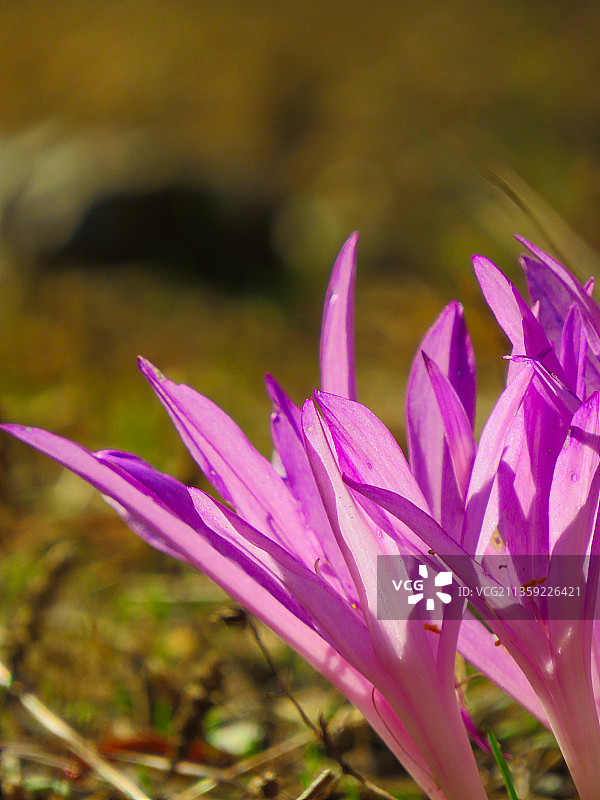 土耳其马尔马里斯的粉色番红花图片素材