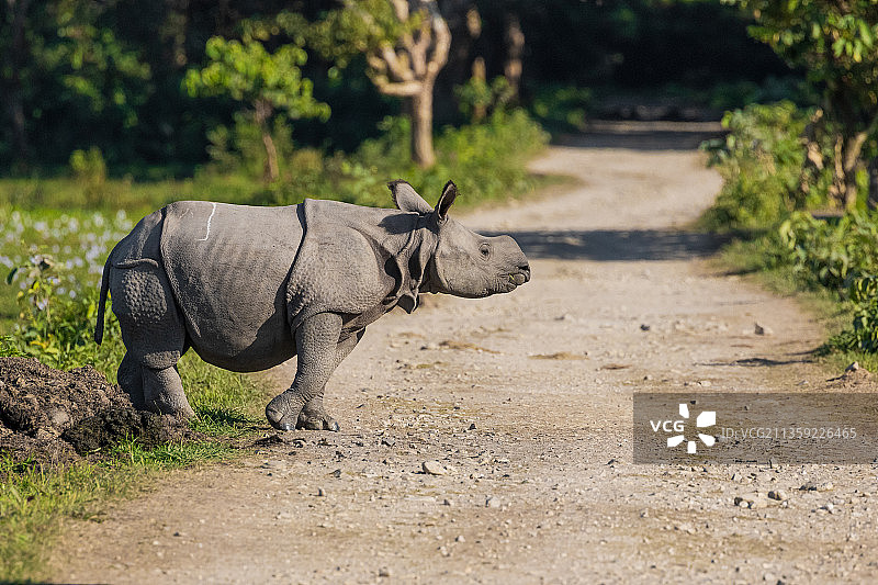 黑白犀牛在田野上行走的侧视图，卡齐兰加国家公园，阿萨姆邦，印度图片素材