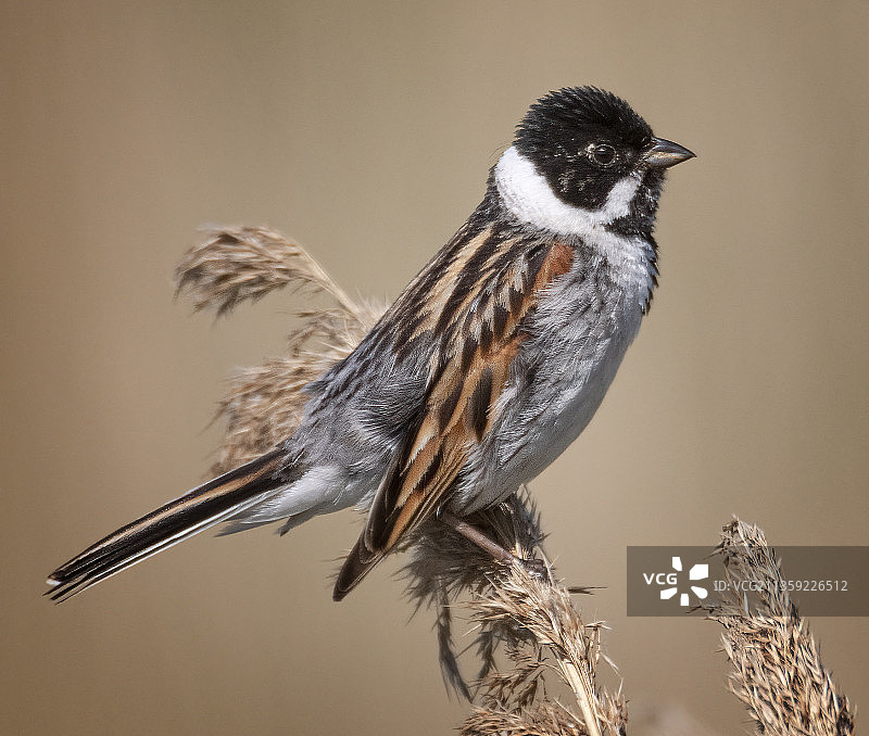 歌雀栖息在树枝上的特写，英国圣艾丹斯RSPB图片素材