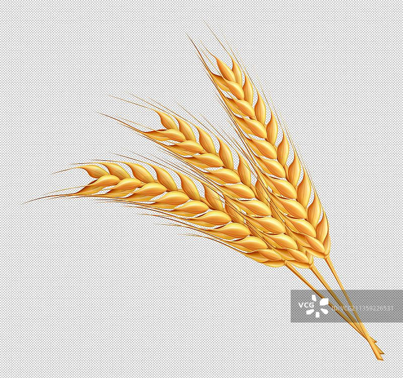 一小束稻谷元素图片素材