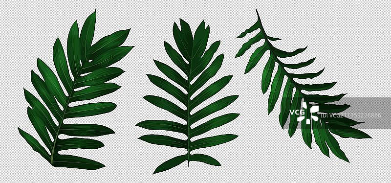 多叶片蕨类植物图片素材