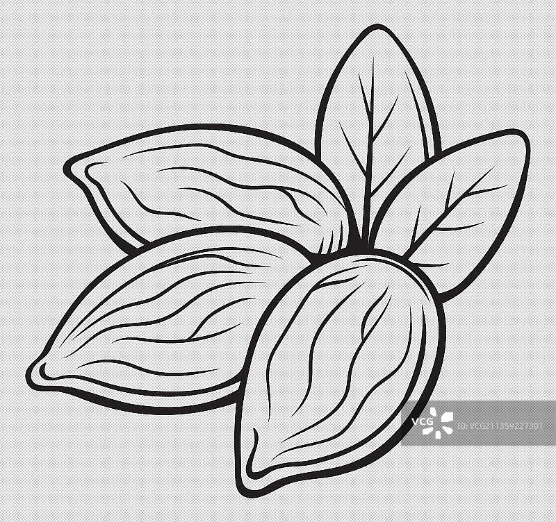 手绘风杏仁图片素材