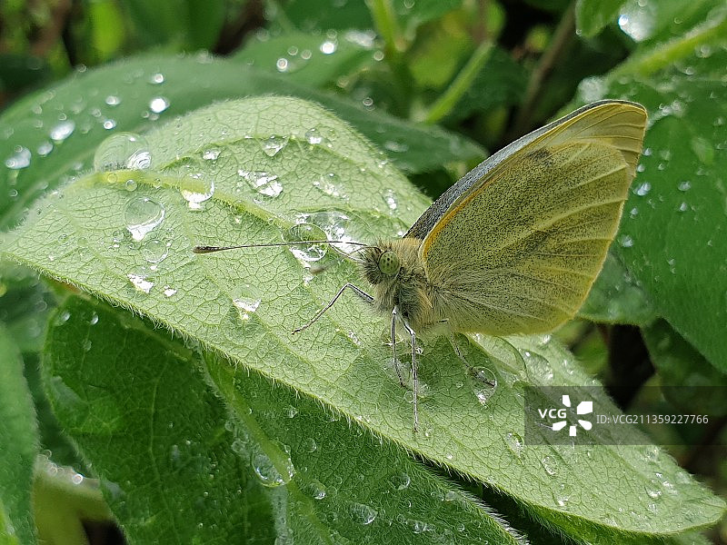 雨季潮湿植物叶子的特写图片素材