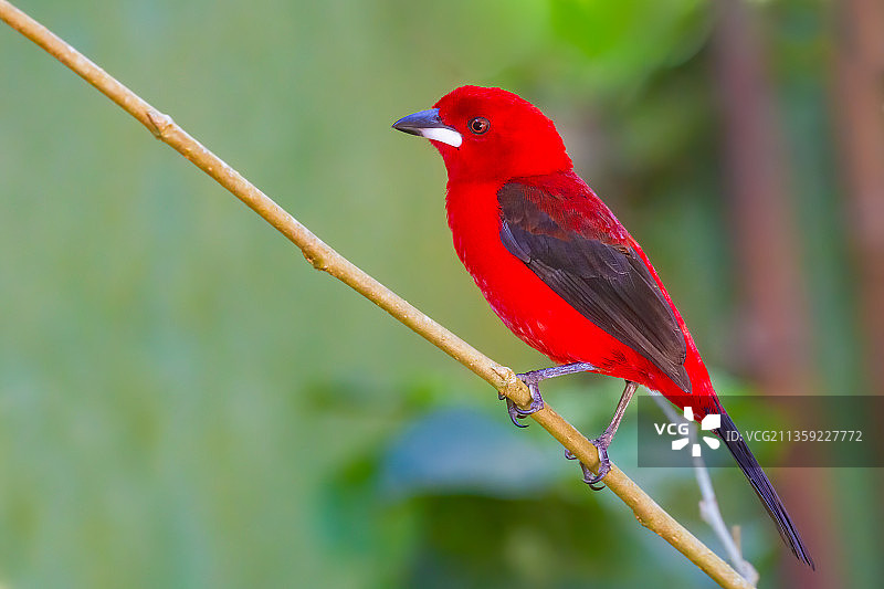 红喉姬鹟栖息在巴西圣保罗树枝上的特写图片素材