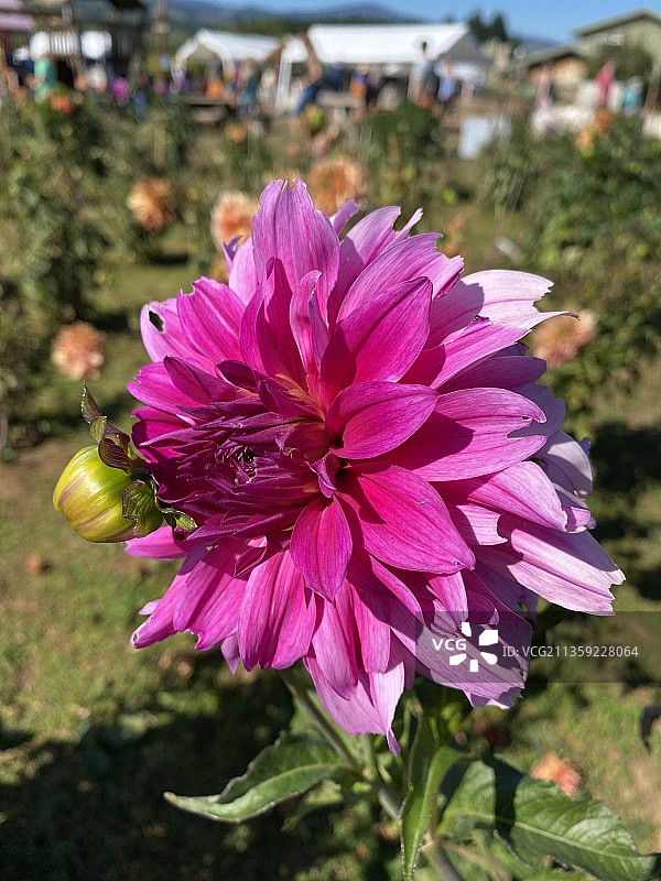 粉红色开花植物的特写图片素材