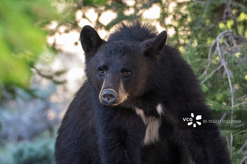 森林中美国黑熊的特写图片素材