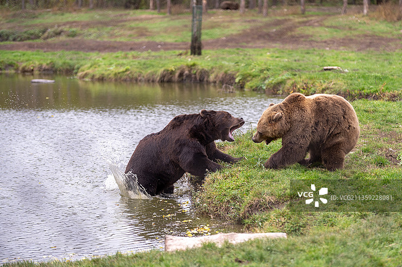 熊打架图片素材