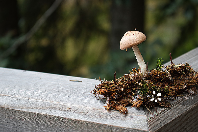 德国拜里施艾森施泰因树干上生长的蘑菇特写图片素材