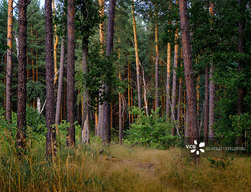 俄罗斯沃罗涅日州沃罗涅日的森林树木图片素材