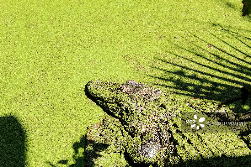 美国阿拉巴马州伯明翰，高角度拍摄的田野上的鳄鱼图片素材