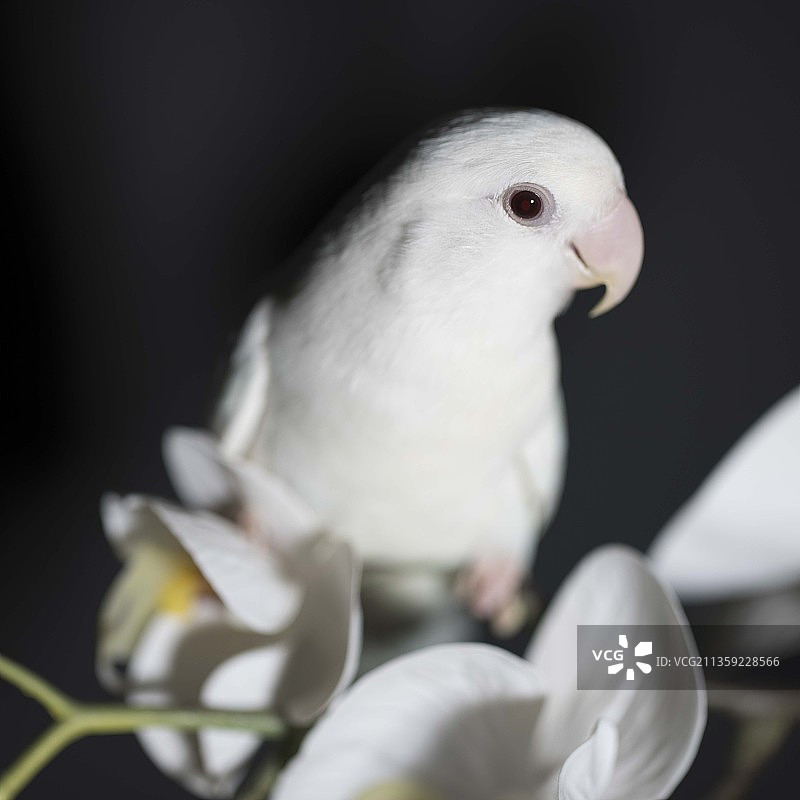 栖息在植物上的白色鹦鹉特写图片素材