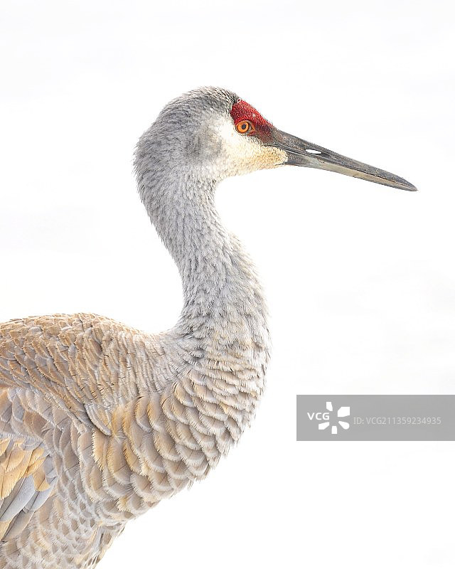 沙丘鹤的特写，白色背景图片素材