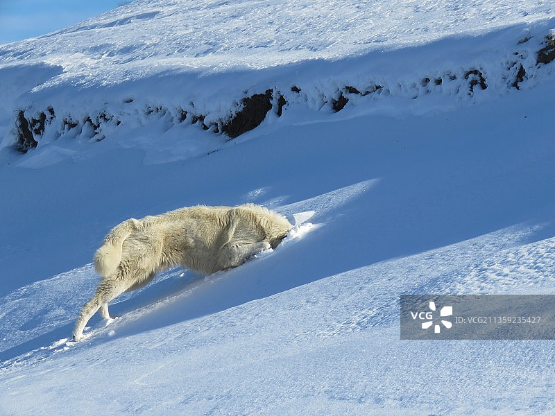 伊朗马赞达兰省拉姆萨尔雪地里狐狸行走的俯视图图片素材