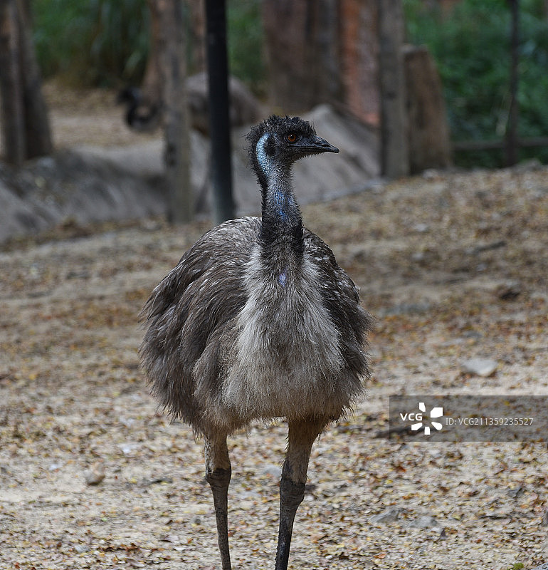 在泰国栖息在田野里的鸸鹋特写图片素材