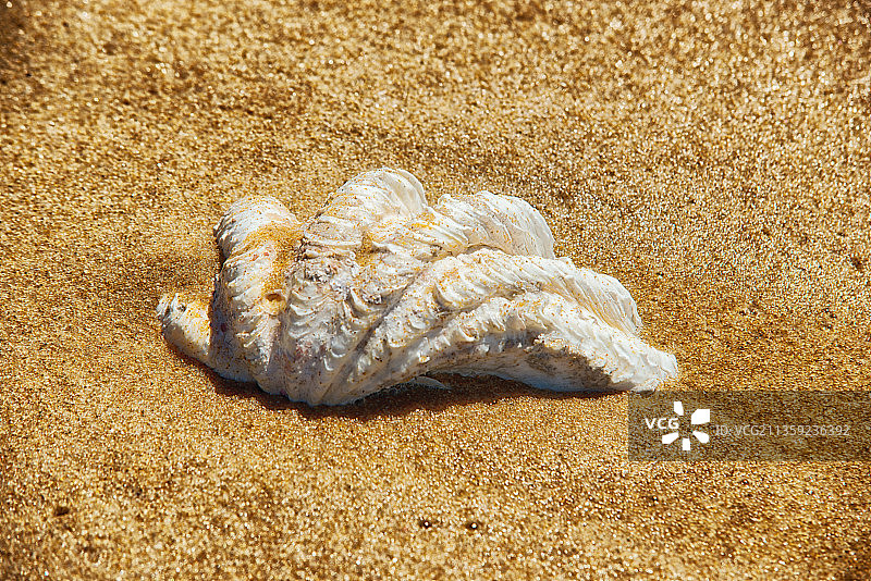 海滩沙滩上的贝壳特写图片素材