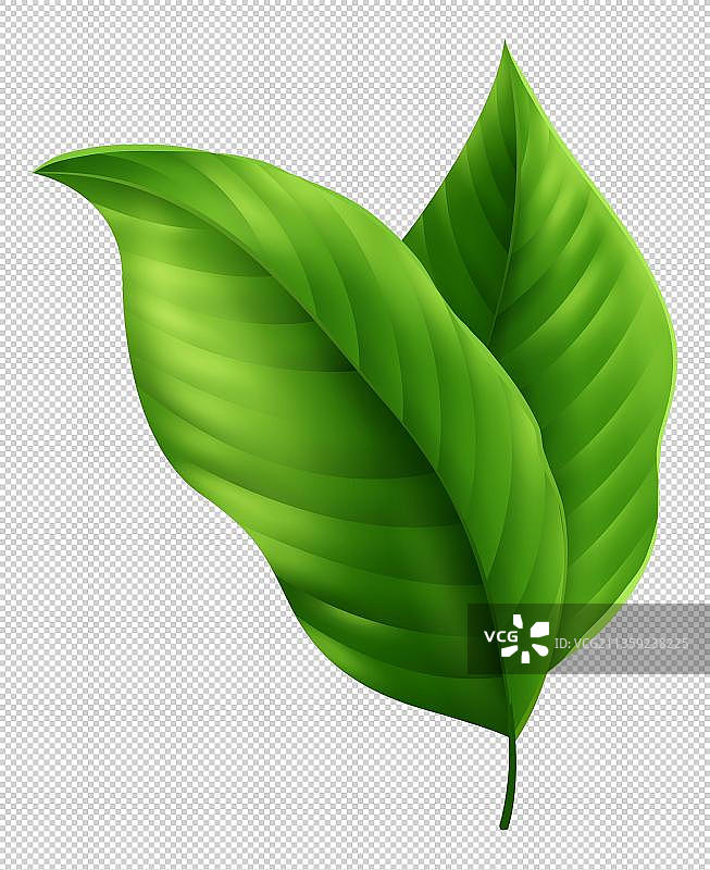 翠绿的树叶高清特写图片素材